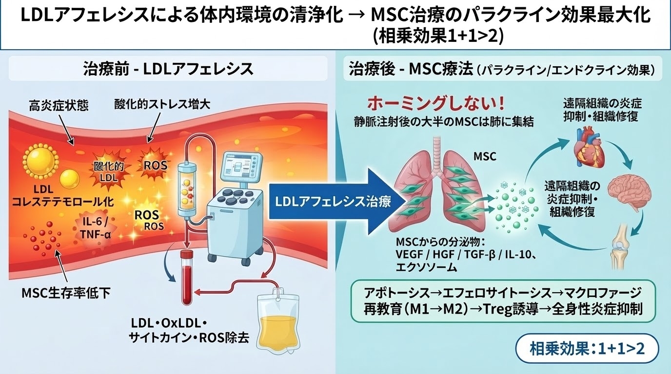 LDLアフェレシスによる動脈硬化症幹細胞治療のの最大化
