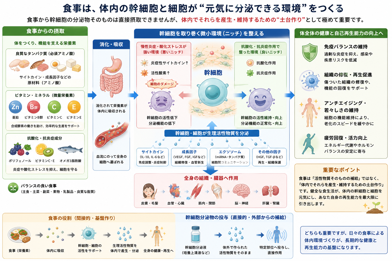 食事の役割　細胞への影響