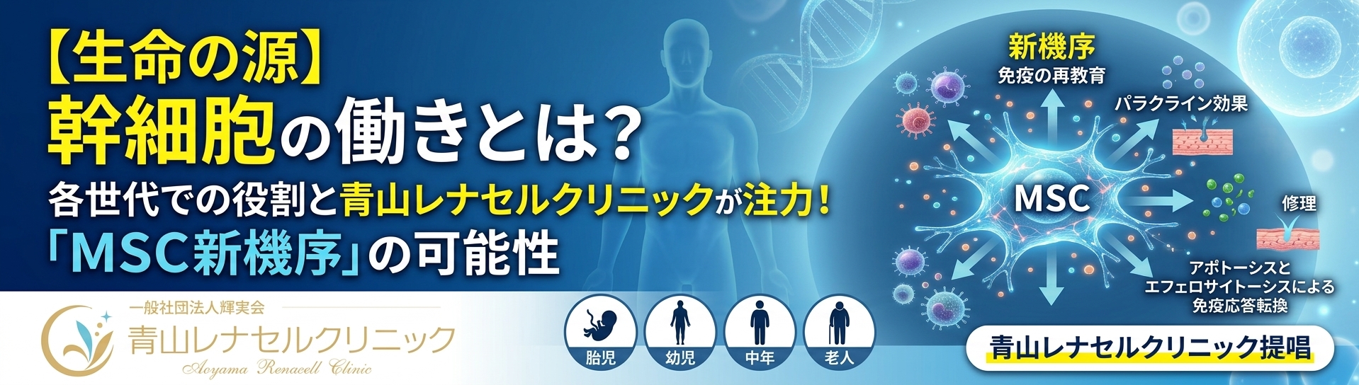 【生命の源】幹細胞の働きとは？各世代での役割と青山レナセルクリニックが注力する「MSC新機序」の可能性